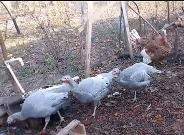 Şəkildə gördüyünüz kanada cinsli Hinduşkaların yumurtalarıbir ədədi