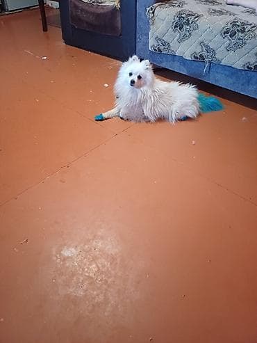 Şpitz, 1 il, Erkek, Peyvəndli, Ünvandan götürmə lalafo.az -da Şpitz, 1 il, Erkek, Peyvəndli, Ünvandan götürmə