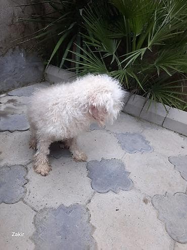 Pudel, 2 il, Dişi, Peyvəndli, Ünvandan götürmə