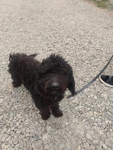 basenc itleri: İt üçün elan - Növ: Kiçik ölçülü it (qıvrım, sıx yunlu qara tüklər) - — 3