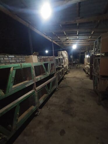 cucə su qabı: Dovsan qefesleri — 1