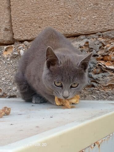 британская голубая кошка: Самка, В добрые руки, Самовывоз — 3