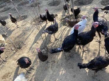 hinduşka yumurta: Salam super sağlan hinduşkalardır 40yaxındır çəkili heyvanlardır unvan — 5