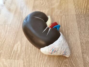 Tibbi geyim: Anatomik tədris modelləri paketi - Böyrək maketi: Real ölçüyə yaxın — 1