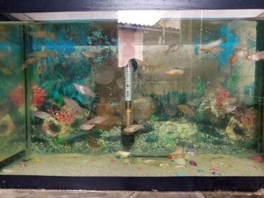 pitbull satılır: Molinezi — 5