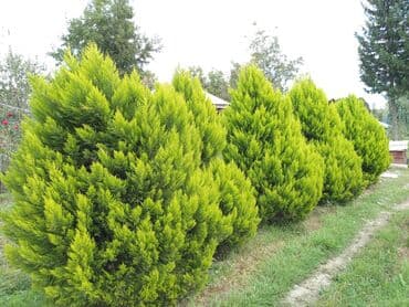 Грунт: Dekorativ Limon Rəngli Tuya Ağacı 5 ədəd qalıb. Şəkildə göründüyü kimi — 2