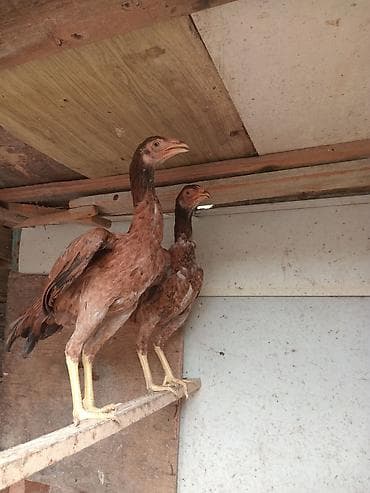 Təmiz Turk fereler 5aylig .qiymet cutune aiddi qiymet sondu — 1