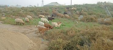 balasına süd vermeyen qoyun: 28 heyvandı 2 si boğaz qoyundu şişəkdilər 4 erkək dvır 22 keçi cavan — 3