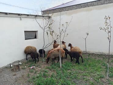 K/t heyvanları üçün mallar: Dişi, Qala, il: 1, 50 kq, Damazlıq, Ünvandan götürmə — 5