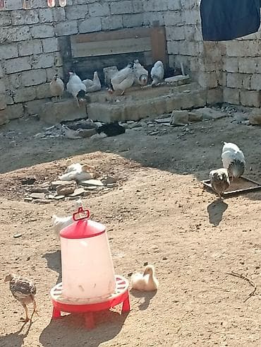 toyuq cuce satisi: Hər cürə heyvan var qaz balası ordey hindusqa nə iddeseniz var işimlə — 6