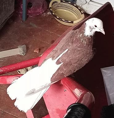 Heyvanlar üçün mallar: Babayevisqi erkeydi qiymət sondu — 3