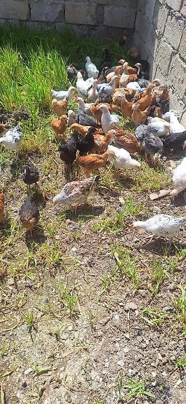 cuceleri: Toyuq cücələri, Damazlıq — 4