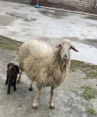 Keçilər, çəpişlər: Ana Bala qoyun satılır balası Erkəydi — 1