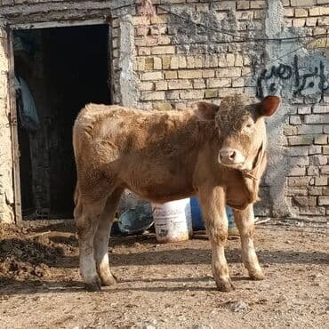 balaca dana: Satılır: dana - Cins: ehtimalən yerli ət istiqamətli (sarı-qəhvəyi — 3