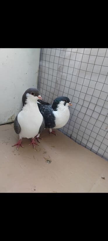 qasqaldag qusu: 3 eded delfin 1 cütdür bala verir saglam heyvanlardir 3 ededi 45 manat — 2