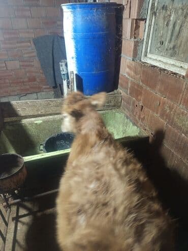 Qazlar: Erkey danalardır bordaga yarayır 3də ərkəydi qiymətdə cüzi endirim — 9