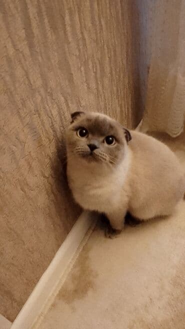 ВАЗ (ЛАДА): Шотладская вислоухая — 2