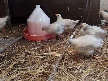 cuce: Toyuq cücələri, Ətlik — 10