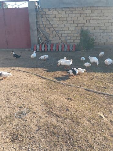 Ördəklər: Satılır: ördəklər - Növ: ev şəraitində bəslənən adi (ağ və ağ-qara) — 1