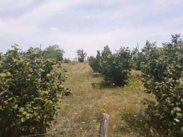 xacmazda torpaq satilir: 12 sot, Mülkiyyətçi, Kupça (Çıxarış) — 2