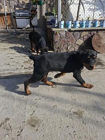 heyvan bazarı: Rotveyler — 6