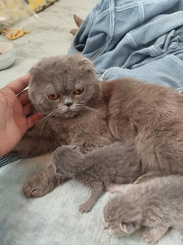 şirin pişik: Şotland — 3