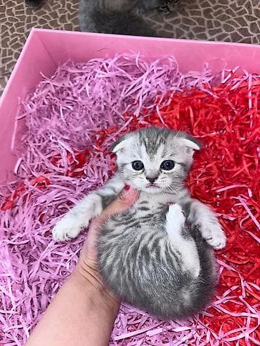 Şotland yastı qulaq