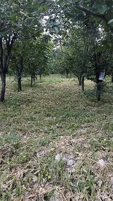 qelem satisi: Məhsul: Armud bağından təzə armud yığımı Təsvir: - Sıralı əkilən — 3