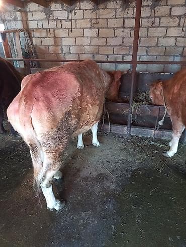 xırda buynuzlu heyvanlar: Simental tipli inək/ ikinki qarina sunu maylanmadan boqazdi - Rəng — 2