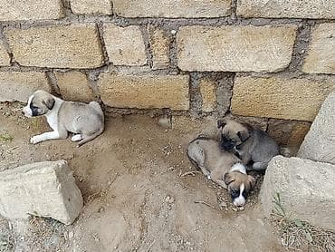 ev itleri ve qiymetleri: Salam itlər satılır isdəyən zəng eləsin — 1