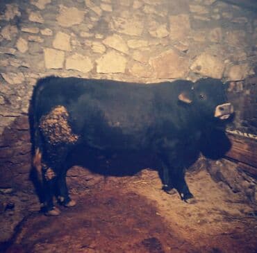 İtlər: Anqus buğa. Anası simental atası Anqusdur 12 aylıqdır toxumluqa tam — 1