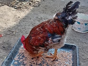 hinduska balasi satilir: Salam 8 ayliq xoruzdu tam sağlamdi öz he yetimin heyvandi banliyir — 3