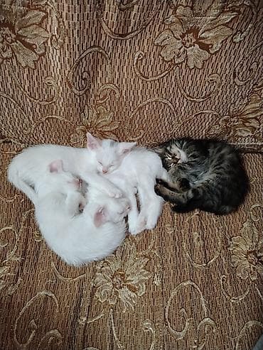 Türk anqora, Erkək, Dişi, Yaxşı əllərə, Pulsuz çatdırılma