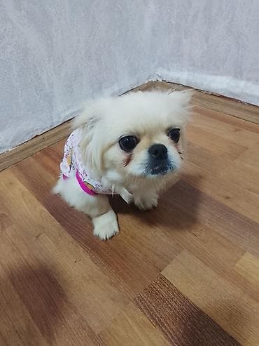 it cinsləri: Pekines, 9 ay, Dişi, Peyvəndli, Ünvandan götürmə — 1