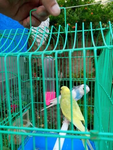 Qus qəfəslə hazir cut