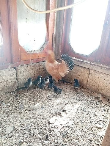lider 55 toyuq: Toyuq, Yumurtalıq, Ödənişli çatdırılma — 1