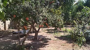 3 sot, Tikinti, Mülkiyyətçi, Kupça (Çıxarış)