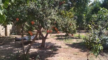 findiq agaci satilir: 3 sot, Tikinti, Mülkiyyətçi, Kupça (Çıxarış) — 3