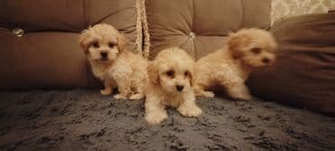 мальтипу купить: Balaca maltipu tipli qırışıq tüklü balalar - Cins: kiçik ölçülü — 1