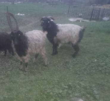 Dovşanlar: Məhsul: Təkə (erkək keçi) Təsvir: - Uzun, dalğalı tük örtüklü — 2