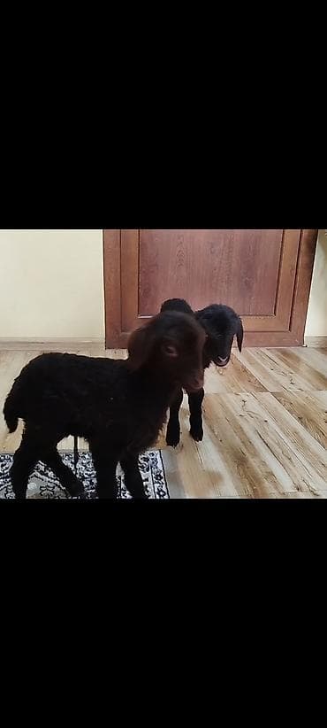 Pişiklər: Qara rəngli quzu balaları - Növ: qoyun/quzu - Rəng: tam qara - Say — 1