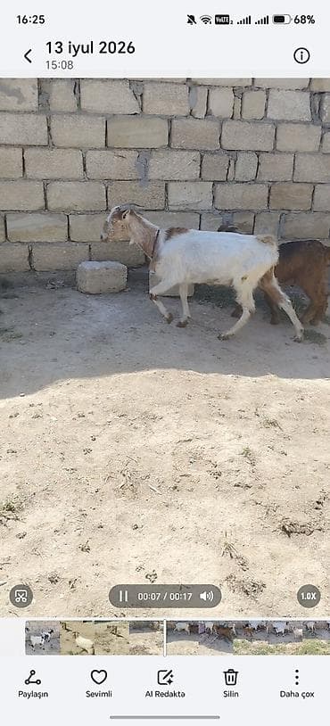 naxcivan heyvan elanlari: 1 ekiz bala 1 ana bala 1 dişi cepiş 1 erkey cepiş qiymət 800 azn — 4