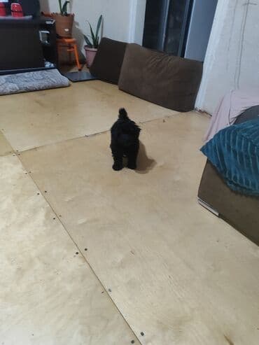 той пудель цена: Pudel — 4