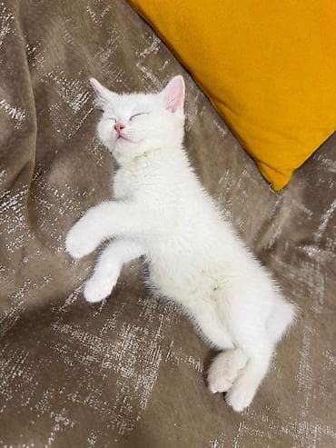 pisik ucun yuva: Britan — 10