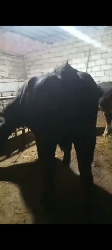 Erkək, il: 3, 900 kq, Ətlik — 8