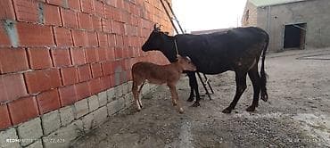 ala inek: Axşam sabah 5 litr süd verir 2 çi balasıdi dişi balası var 25 gündü — 1