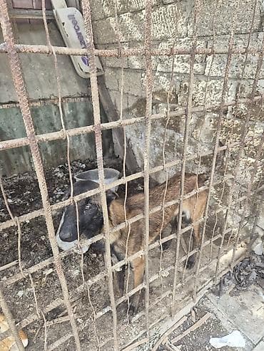 Gəmiricilər: Məhsul: Qoyun-quzu (balalı qoyun) Təsvir: - Növ: Qoyun/quzu - Rəng — 2