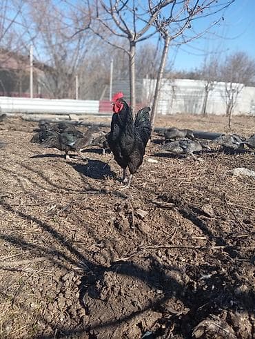 lalafo qoyun satisi: Məhsul: Qara rəngli xoruz Təsvir: Avstrolop temiz qan öz heyetimin — 5