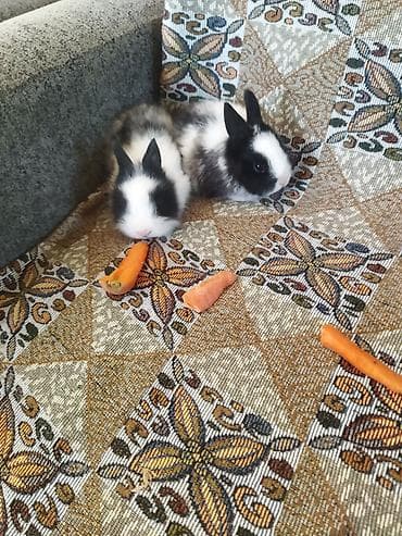 Atlar: Dovşan balaları satılır 30 edetdi ünvan Bülbülədə yerləşir — 2