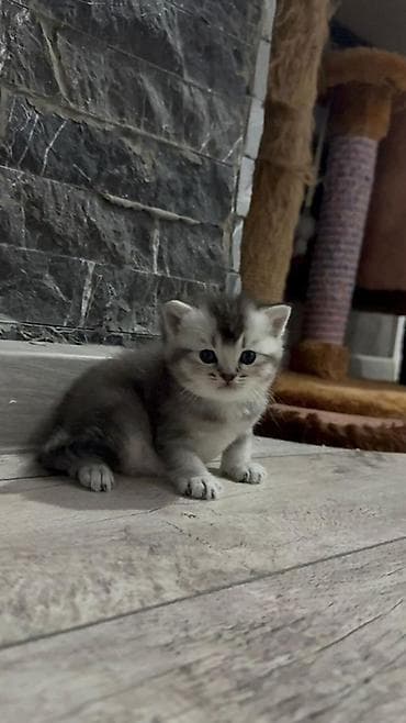 pulsuz verilir: Britan — 4